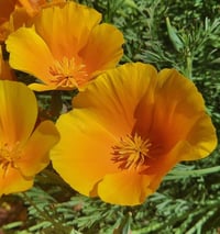 Image 1 of Californian Poppies