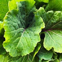 Image 4 of Taunton Deane Kale Cuttings x2