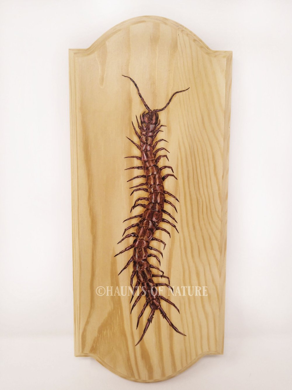 Wood Burned Giant Centipede