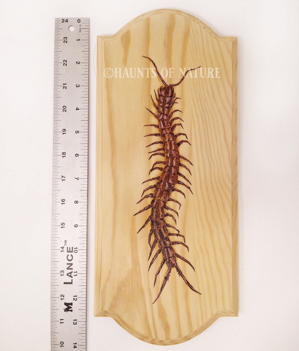 Wood Burned Giant Centipede