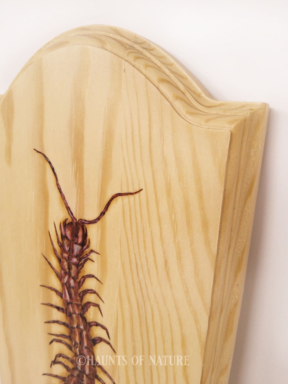 Wood Burned Giant Centipede