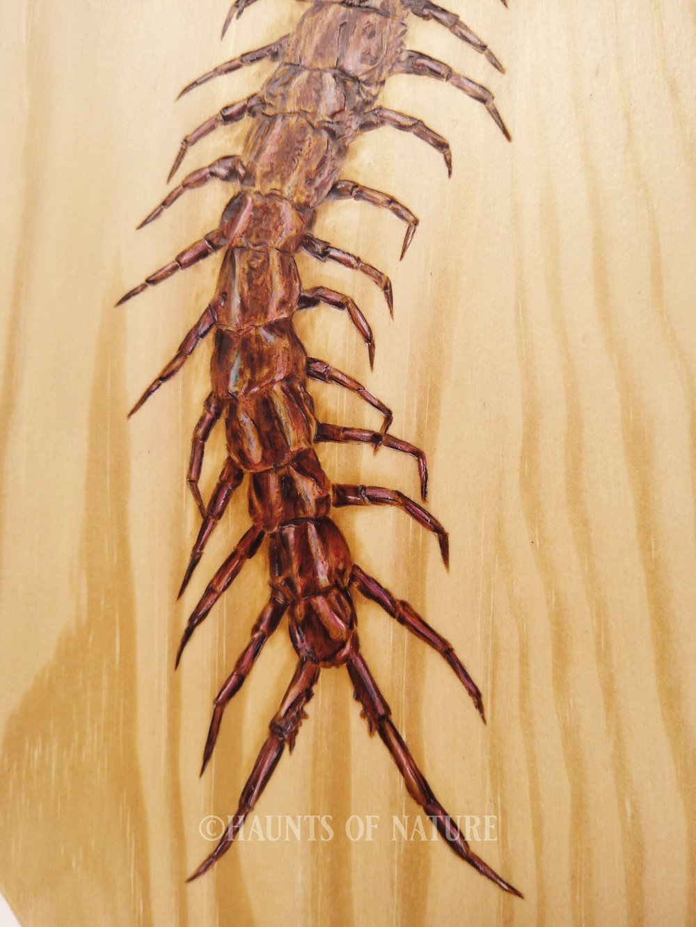 Wood Burned Giant Centipede