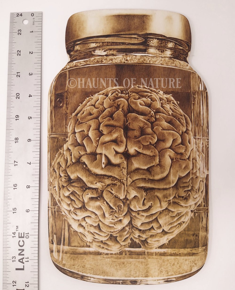 Wood Burned Human Brain Wet Specimen