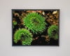 Green Surf Anemones I