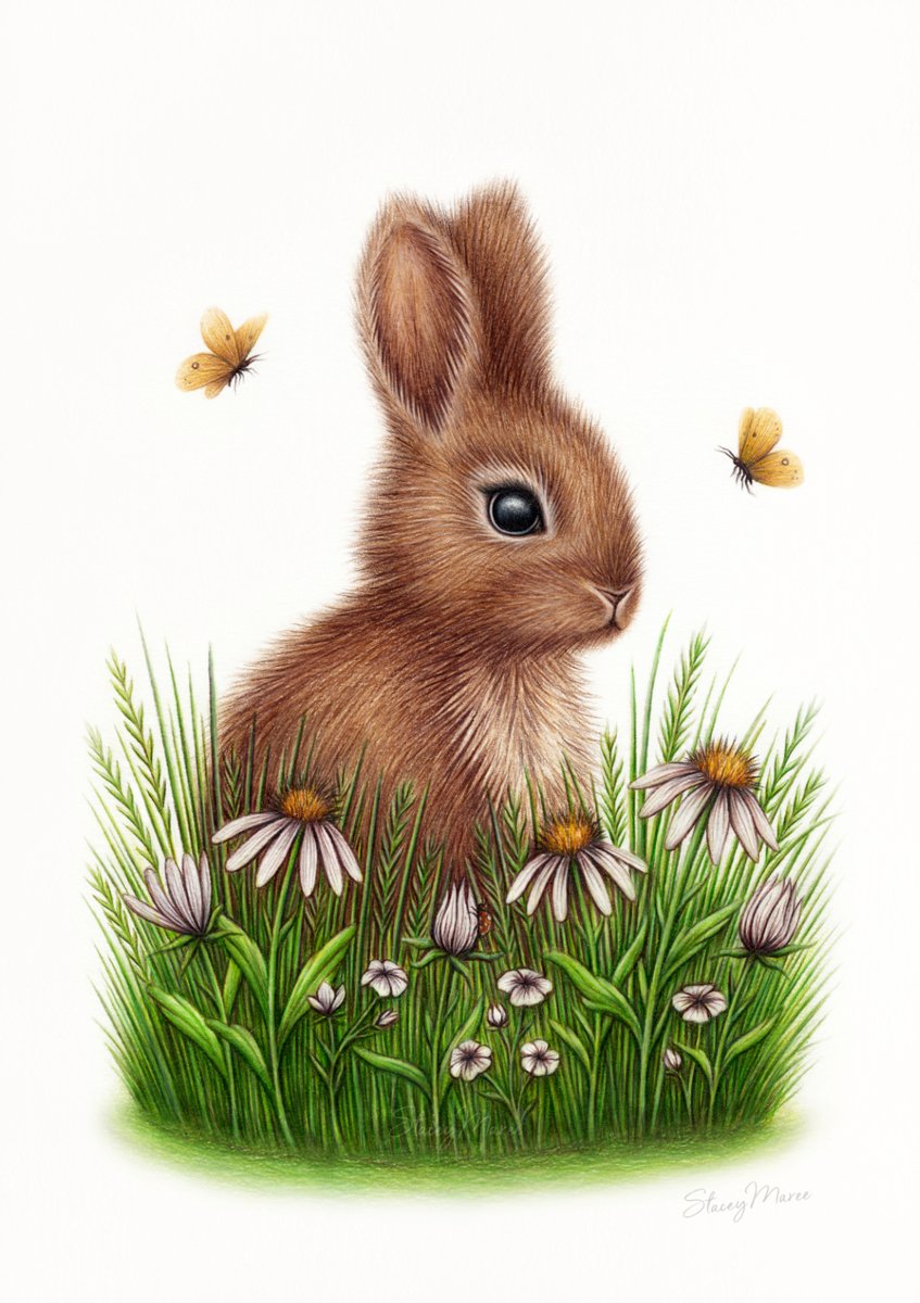 Image of Daisy Meadow - Fine Art Giclée Print