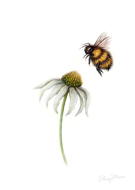 Image of Wild Bee - Fine Art Print