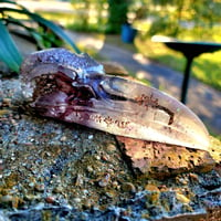 Image 1 of Raven Skull (resin, not bone)