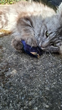 Image 8 of D20 Cat Toys