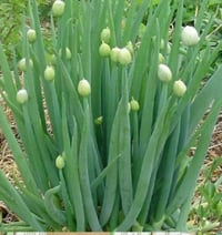 Image 3 of Tasty Alliums 