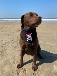 Image 2 of Pirate Pup 