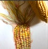 Sweetcorn