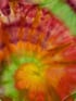 Spirally Image 4
