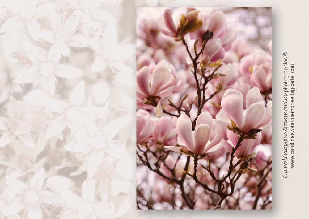 Image of Rose magnolia  | carte postale