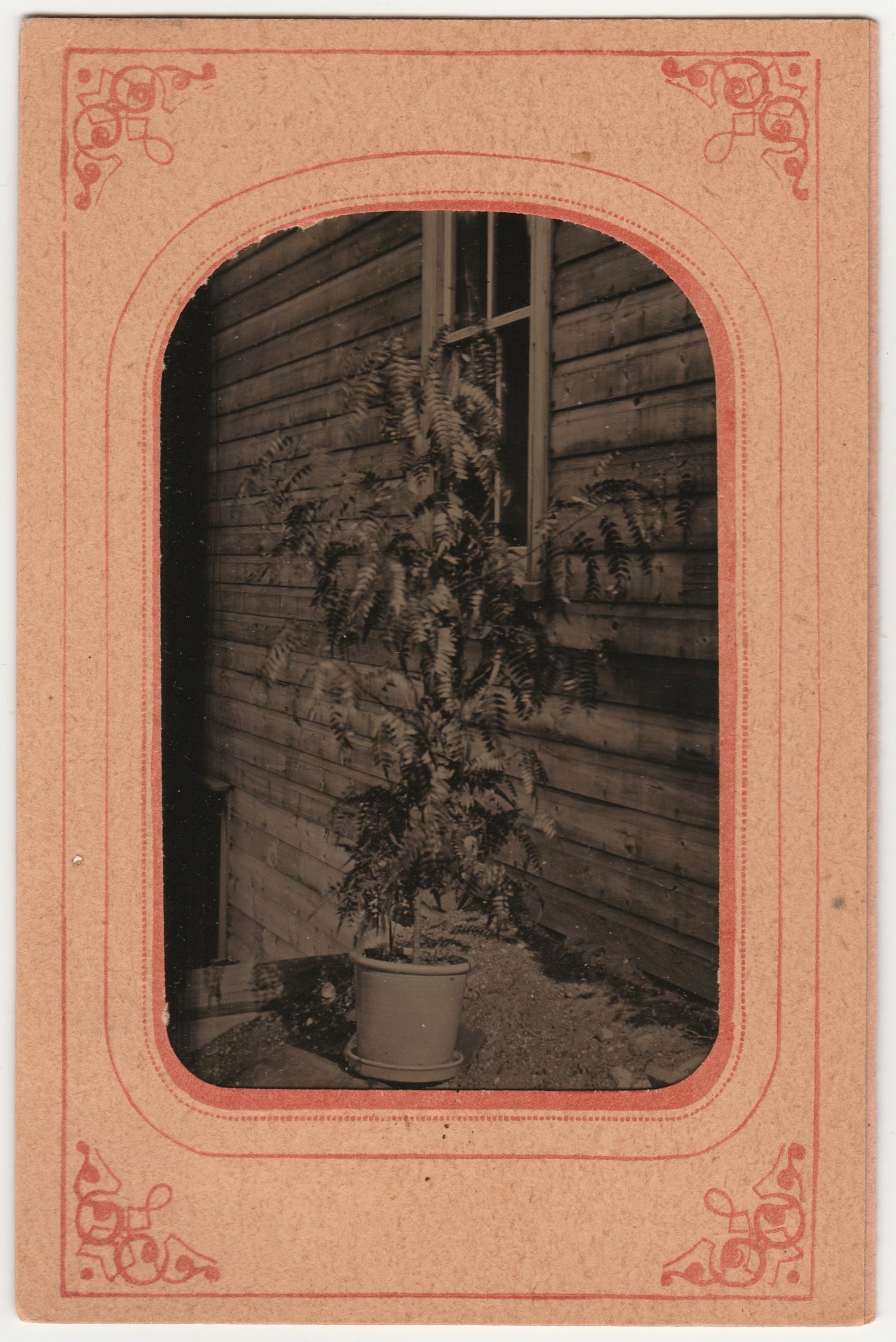 Image of Anonymous: tintype of potted Sorbus, ca. 1870