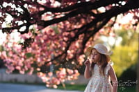 Image 1 of Golden Hour Cherry Blossom Session Friday April 29th