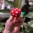 Mushroom Image 3
