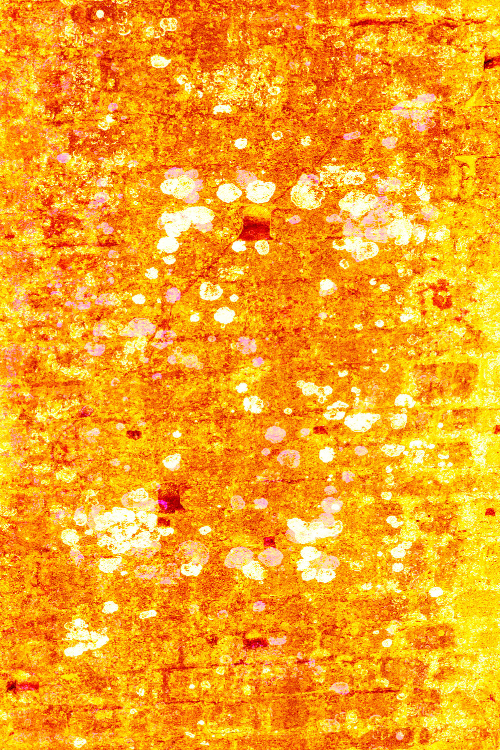 Image of Dorset Unseen 'Golden Rain'