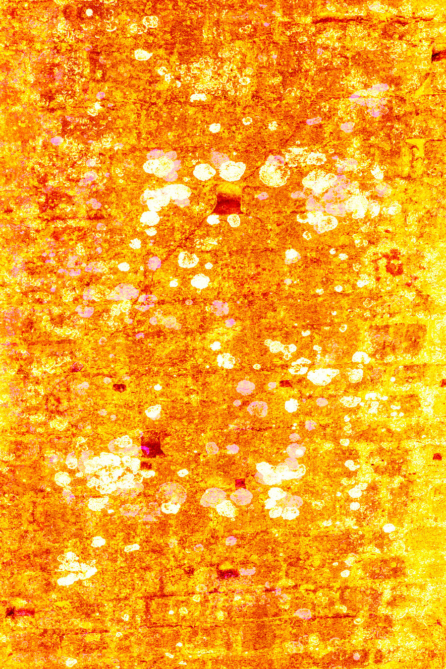 Image of Dorset Unseen 'Golden Rain'