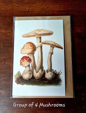 Image of Vintage Mushroom Cards