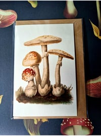 Image 3 of Vintage Mushroom Cards