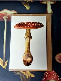 Image 2 of Vintage Mushroom Cards