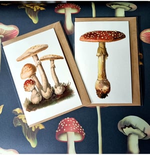Image of Vintage Mushroom Cards