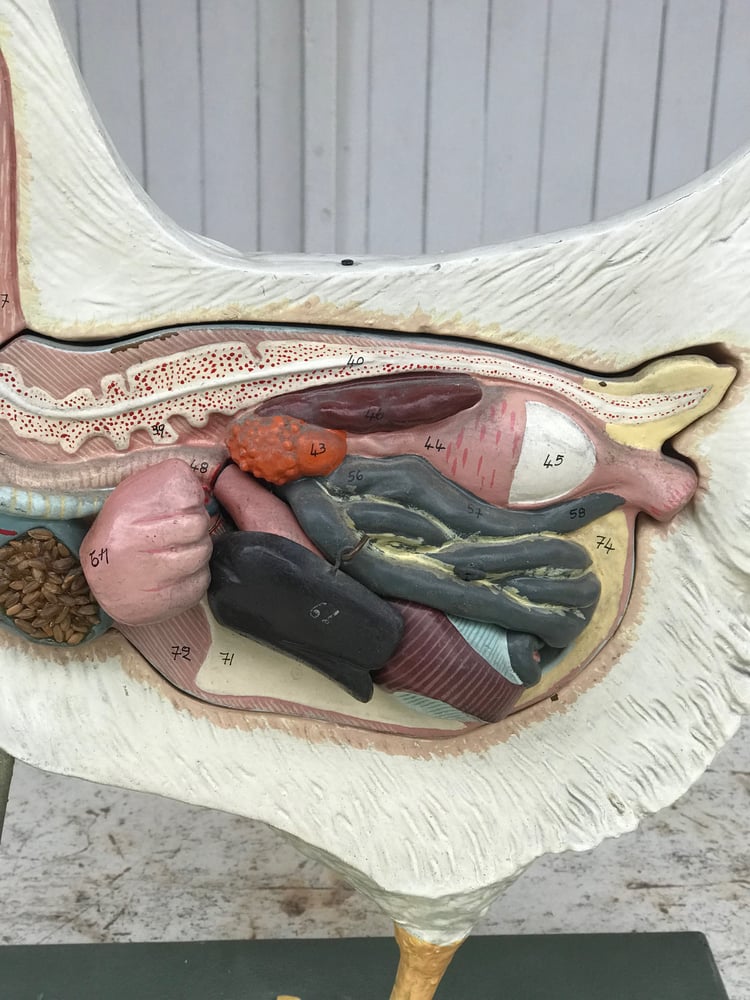 Image of Belle et rare poule anatomique