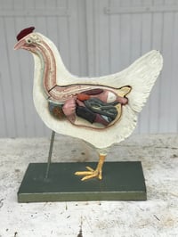 Image 1 of Belle et rare poule anatomique
