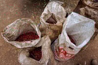 Image 3 of Tanzania Peaberry