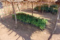 Image 4 of Tanzania Peaberry