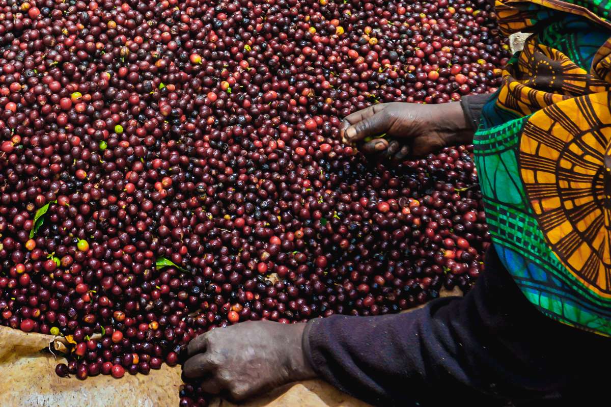 Image of (New) Tanzania Peaberry