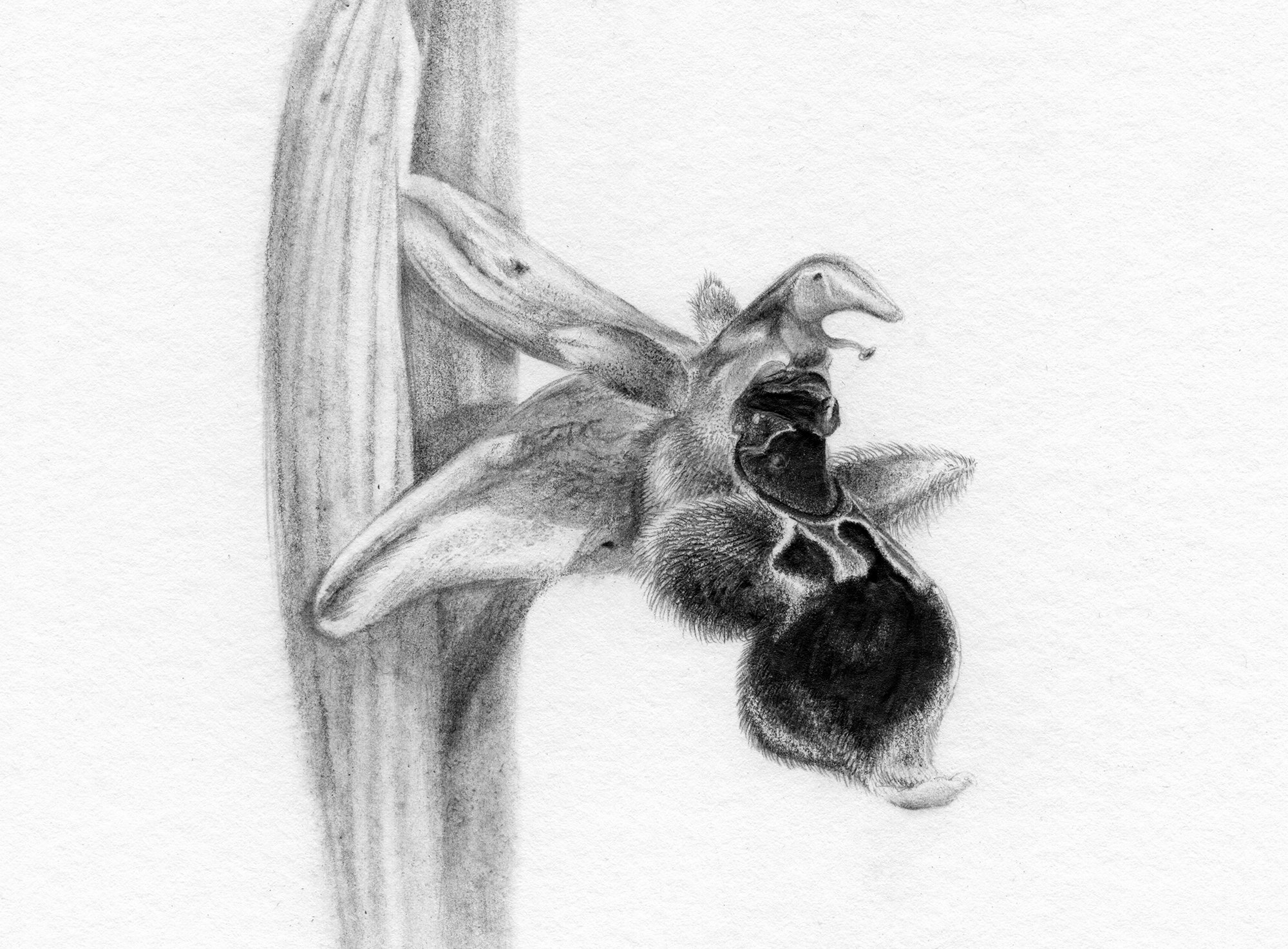 Image of Ophrys 
