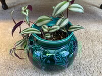 Image 3 of Purple Tradescantia in Blue Green Bird Planter