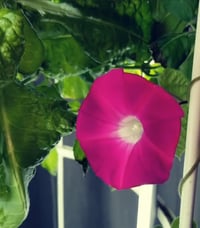 Image 1 of Heirloom Morning Glory live plant & Seeds