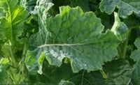Image 2 of Covo Perennial African Kale