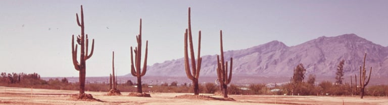 saguaro