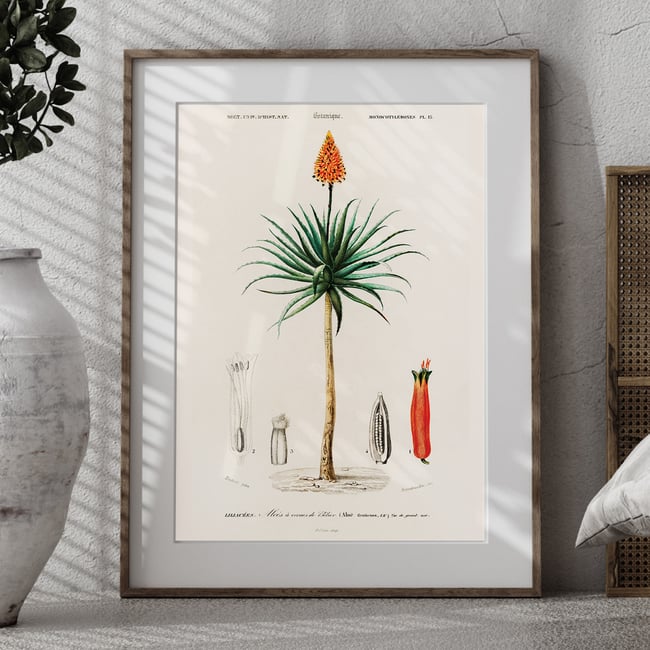 Aloe Fruticosa Vintage Print