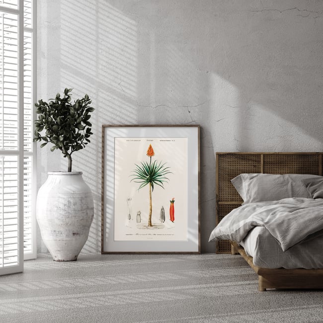 Aloe Fruticosa Vintage Print