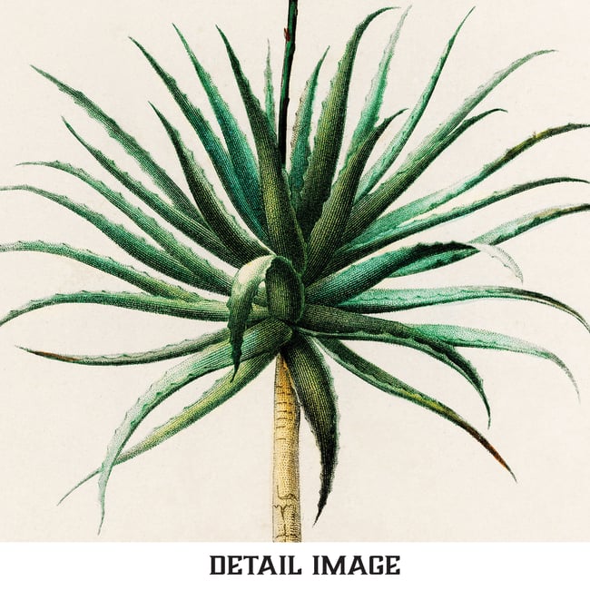 Aloe Fruticosa Vintage Print