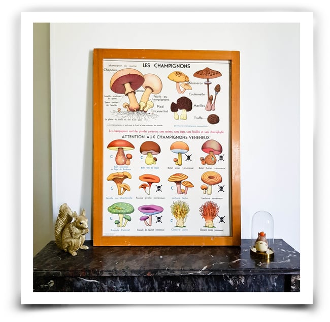 Affiche scolaire Champignons