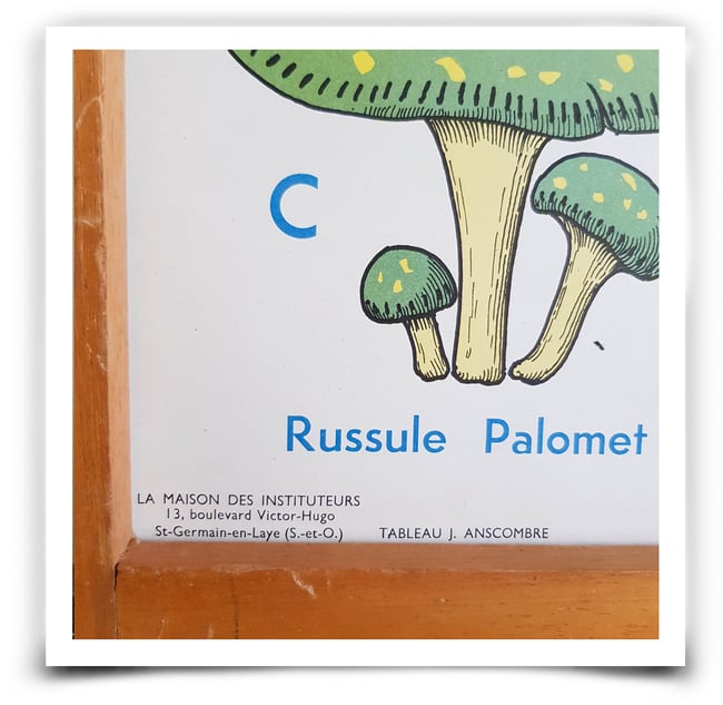 Affiche scolaire Champignons