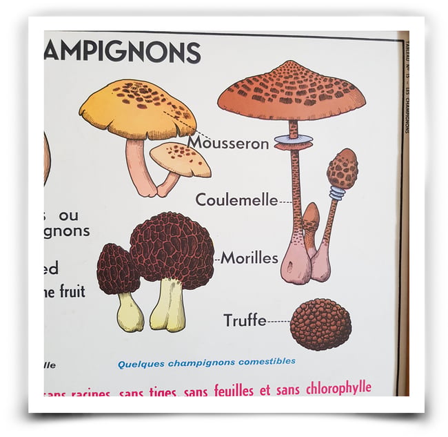 Affiche scolaire Champignons