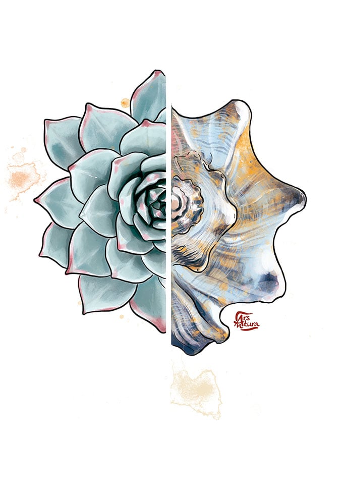 Echeveria & lightning whelk