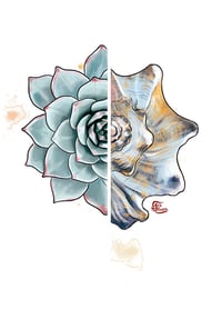 Echeveria & lightning whelk