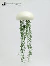 Medufosfora
