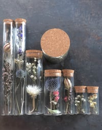 Botanical Specimens