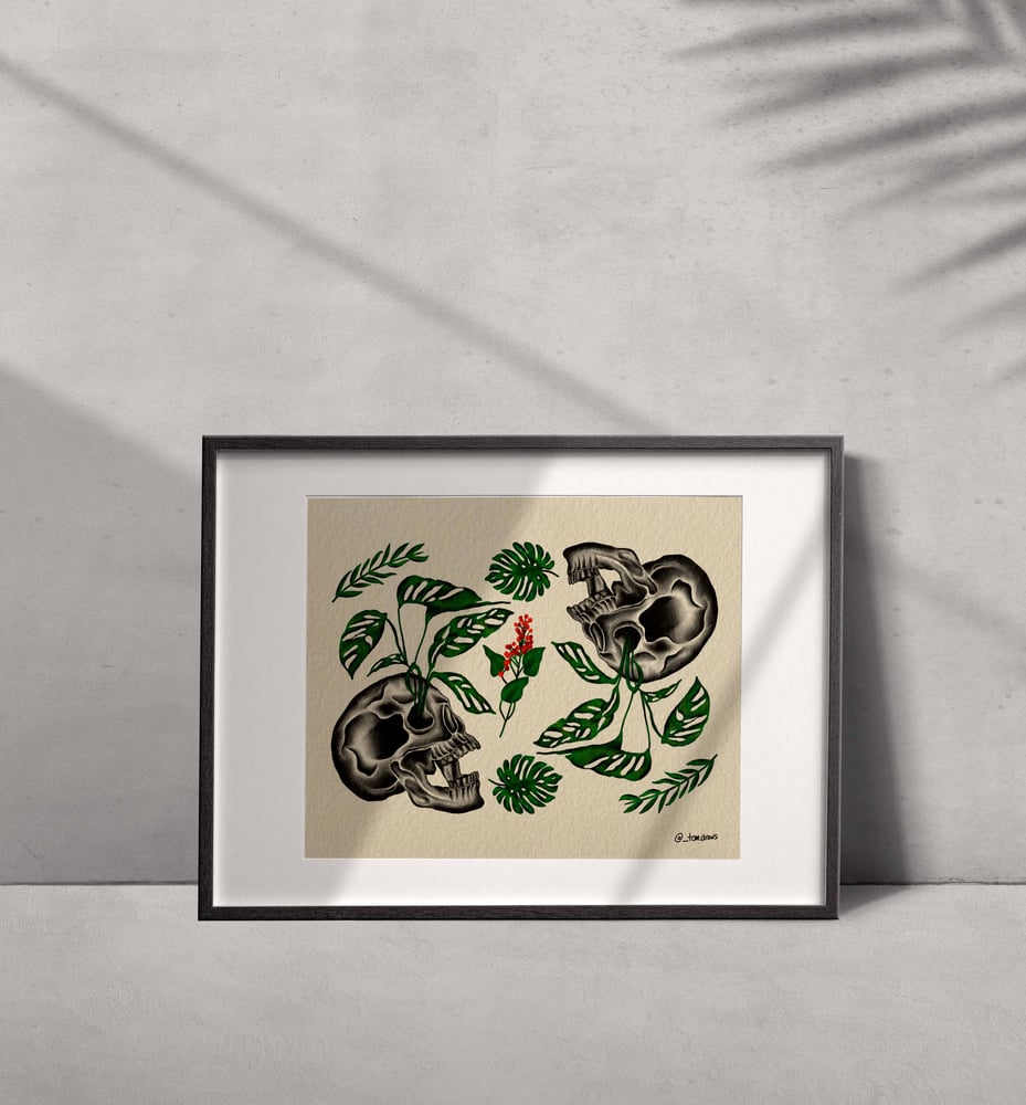 Image of Monstera Adansonii