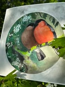 Image 2 of Bullfinch Kiss