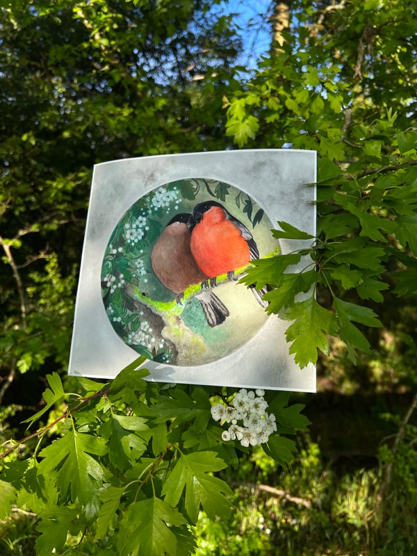 Image of Bullfinch Kiss