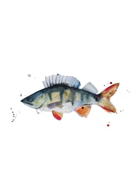 Image 3 of Kartīšu komplekts ar zivīm